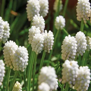 Pärlhyacint, Muscari 'White Magic'