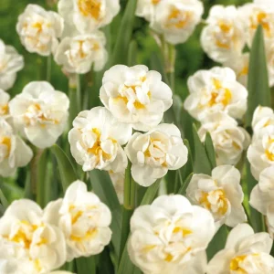 Påsklilja, Narcissus 'Bridal Crown'