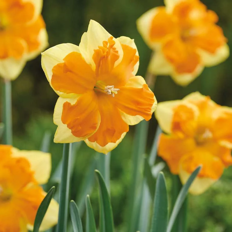 Påsklilja, Narcissus 'Congress' - Bild 2