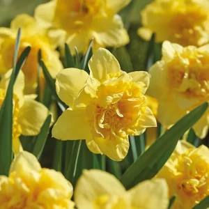 Påsklilja, Narcissus 'Dick Wilden'