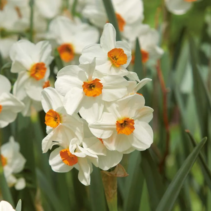 Påsklilja, Narcissus 'Geranium' - Bild 2