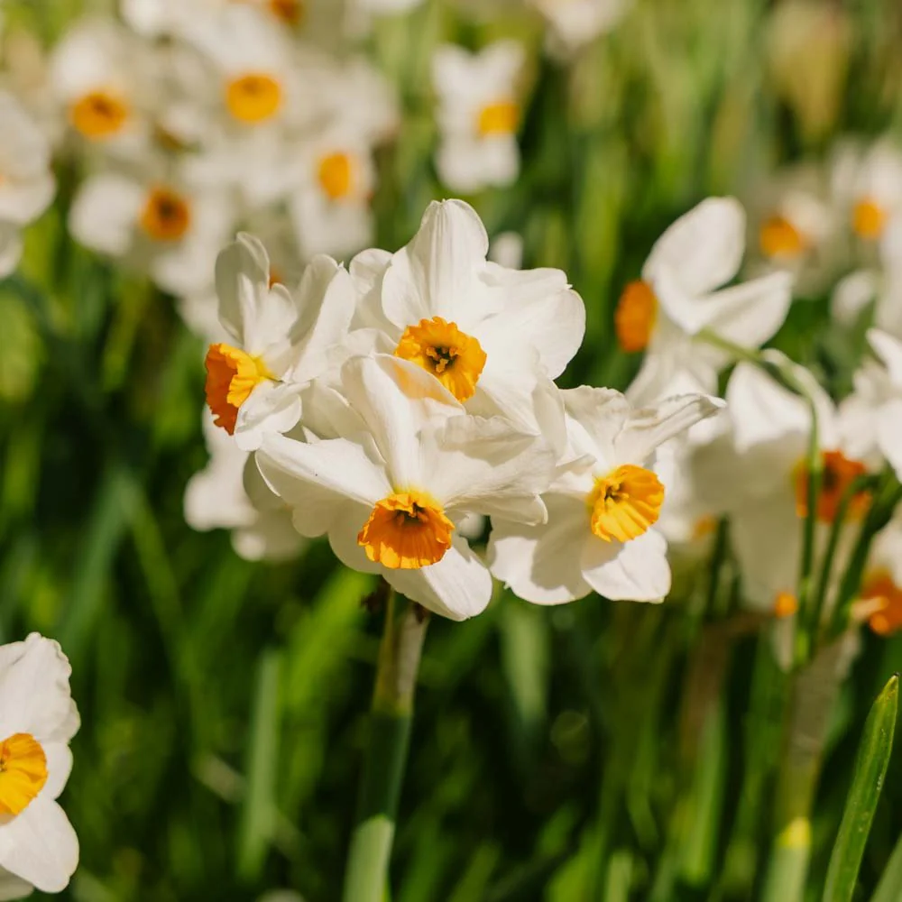 Påsklilja, Narcissus 'Geranium' - Bild 3