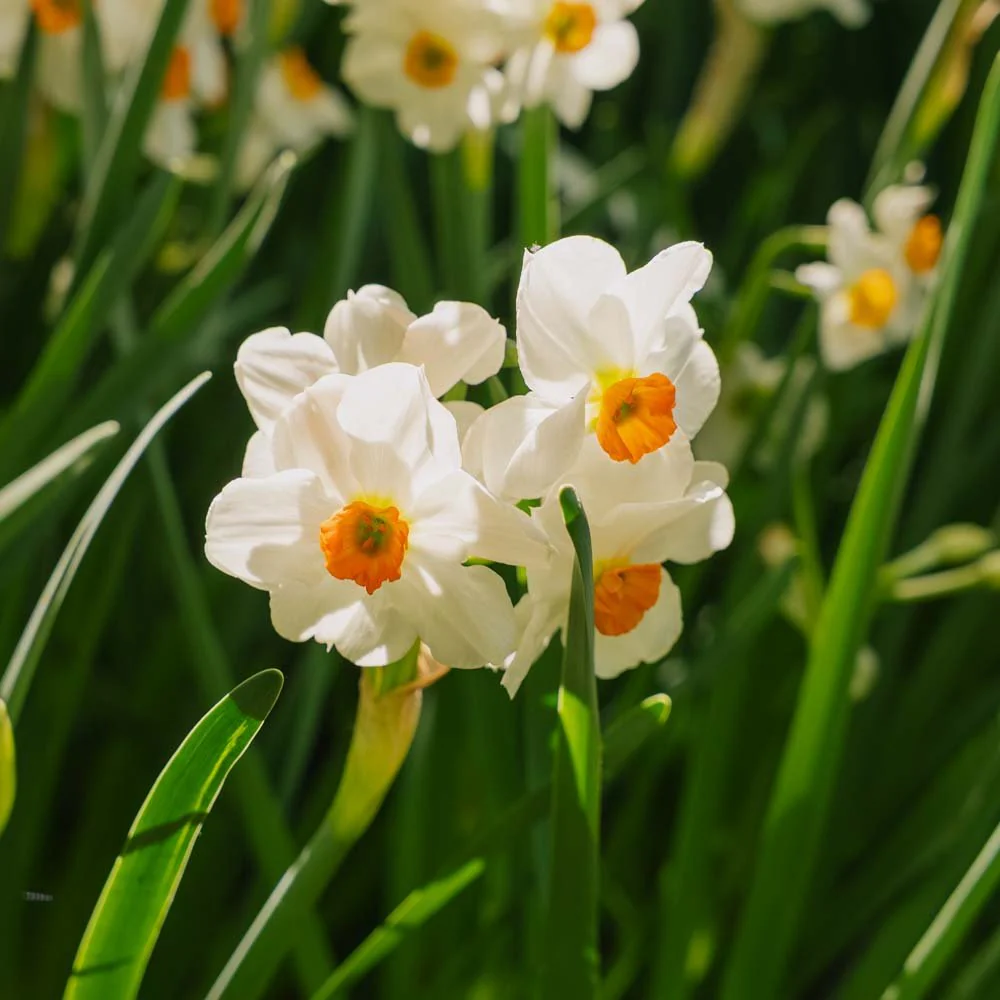 Påsklilja, Narcissus 'Geranium' - Bild 4