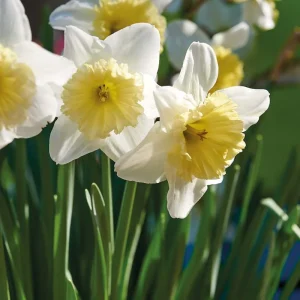 Påsklilja, Narcissus 'Ice Follies'