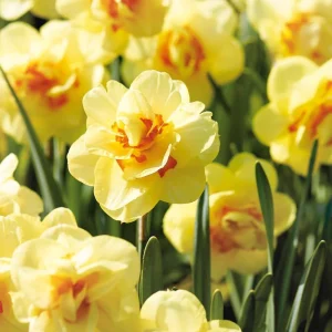 Påsklilja, Narcissus 'Tahiti'