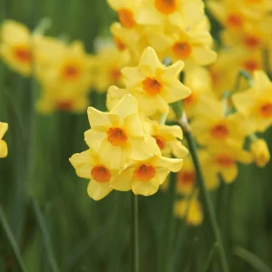 Påsklilja, Narcissus 'Falconet'