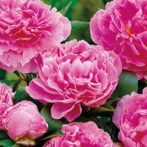 Pion, Paeonia 'Alexander Fleming'