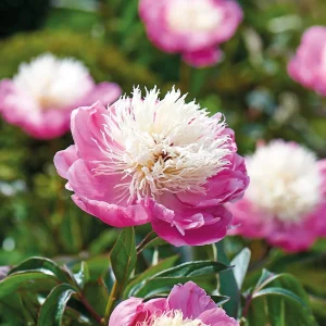 Pion, Paeonia 'Bowl of Beauty'