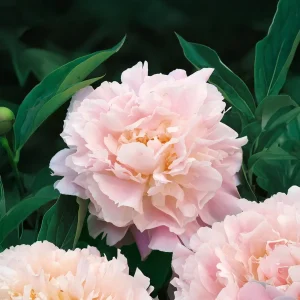 Pion, Paeonia 'Catherina Fontijn'
