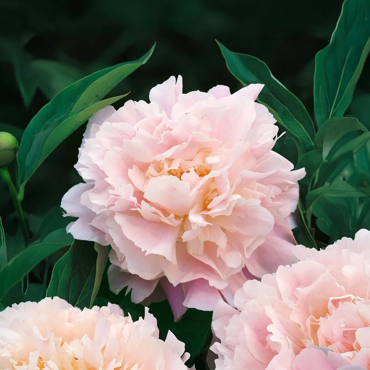 Pion, Paeonia 'Catherina Fontijn'