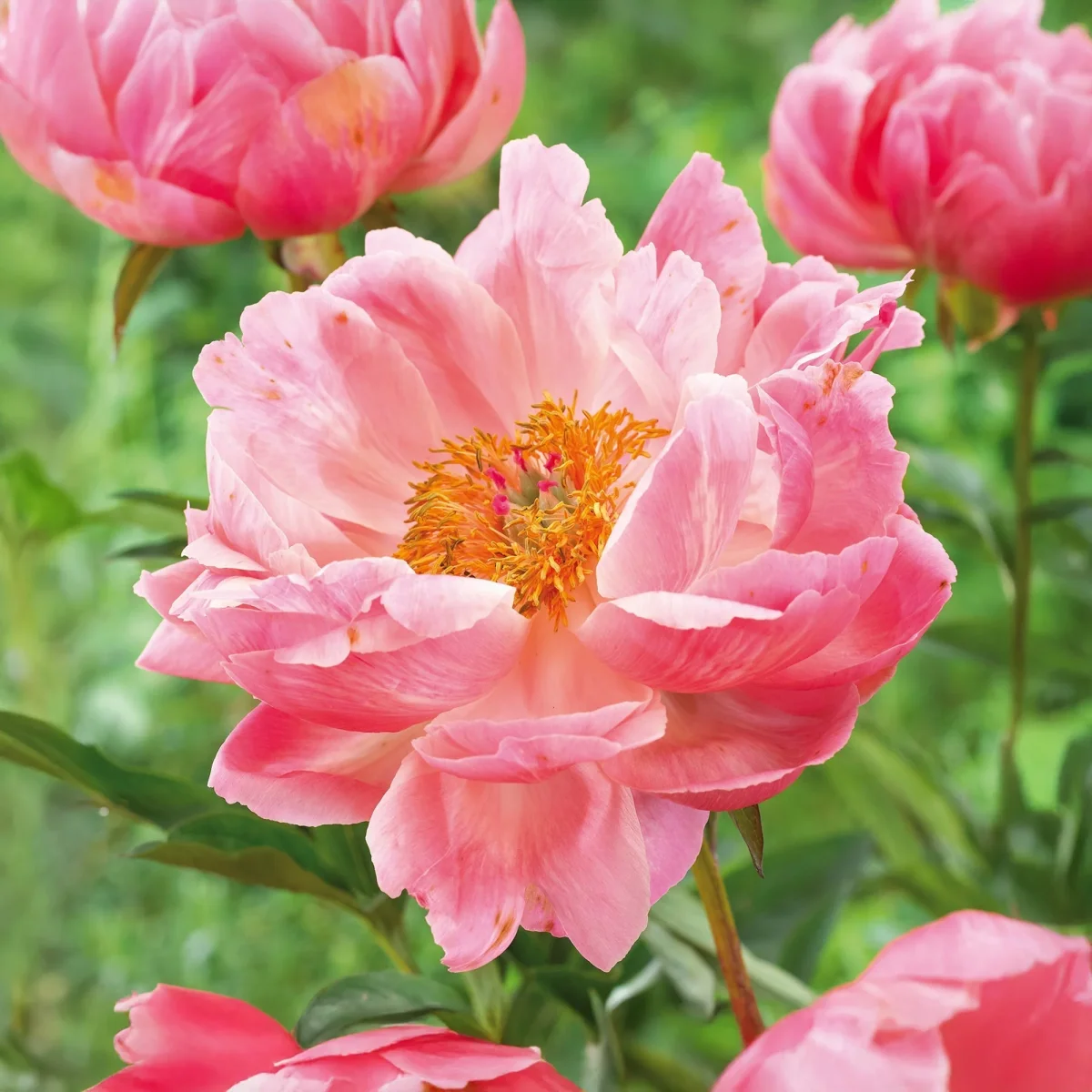Pion, Paeonia 'Coral Charm' - Bild 2
