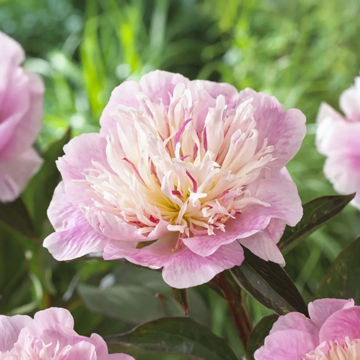 Pion, Paeonia 'Do Tell'