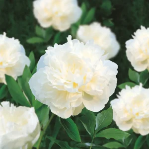 Pion, Paeonia 'Duchesse de Nemours'