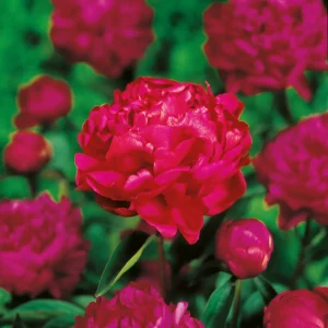 Pion, Paeonia 'Felix Crousse'