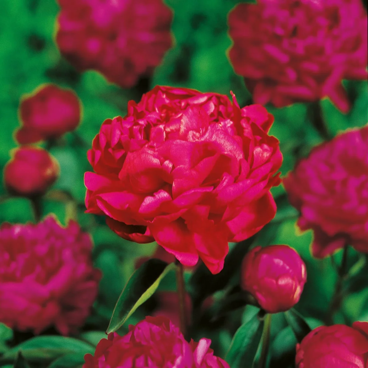 Pion, Paeonia 'Felix Crousse'
