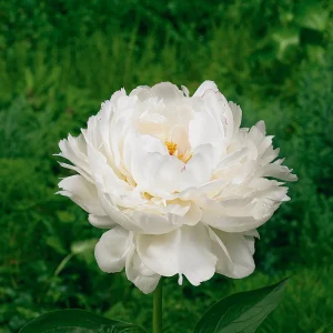 Pion, Paeonia 'Festiva Maxima'