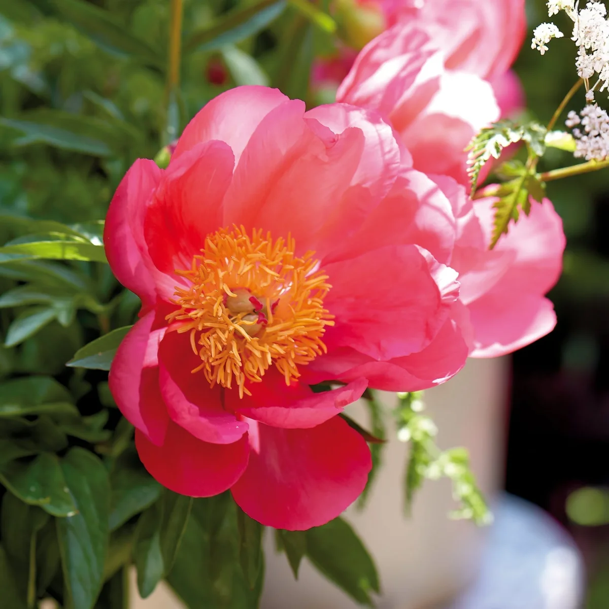Pion, Paeonia 'Flame' - Bild 2
