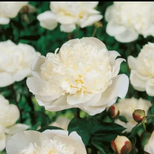 Pion, Paeonia 'Immaculée'