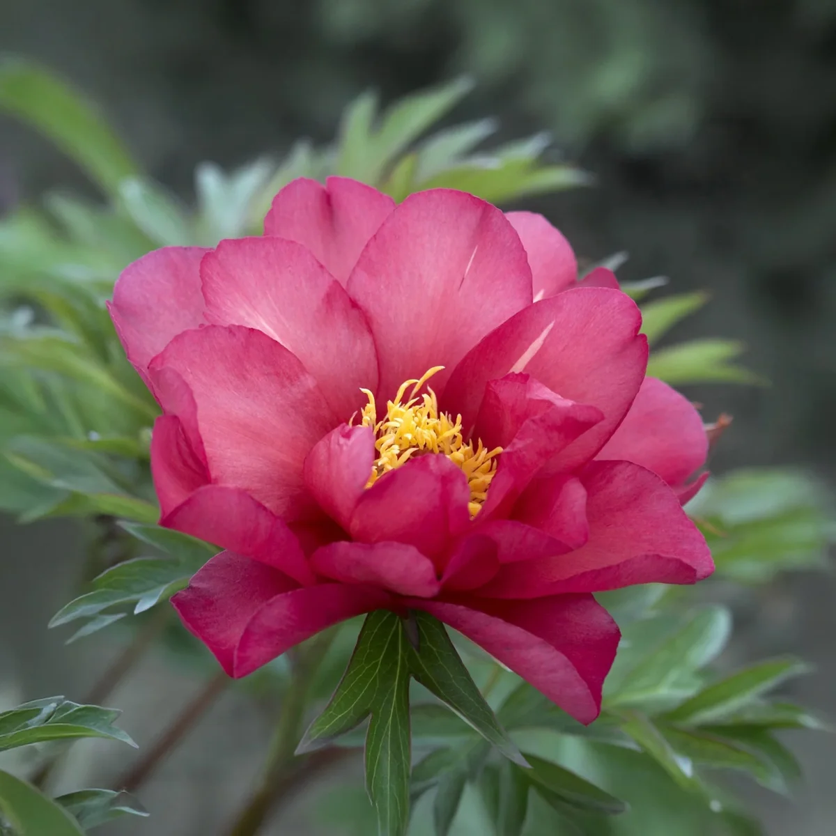 Pion, Paeonia 'Julia Rose'