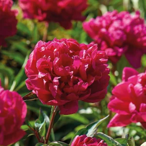 Pion, Paeonia 'Karl Rosenfield'