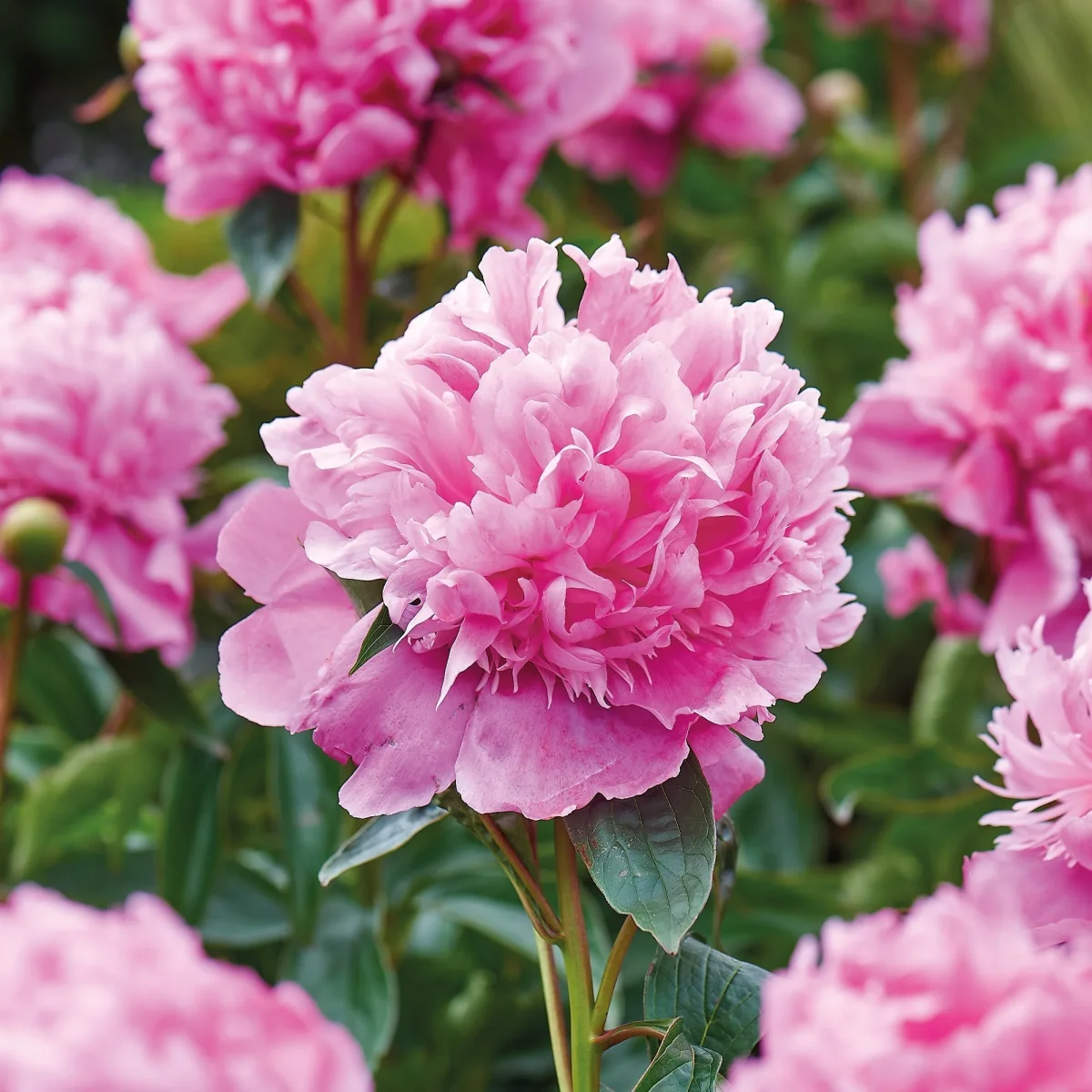 Pion, Paeonia 'Monsieur Jules Elié' - Bild 2
