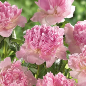 Pion, Paeonia 'Raspberry Sunday'