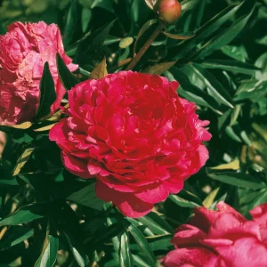 Pion, Paeonia 'Red Sarah Bernhardt'