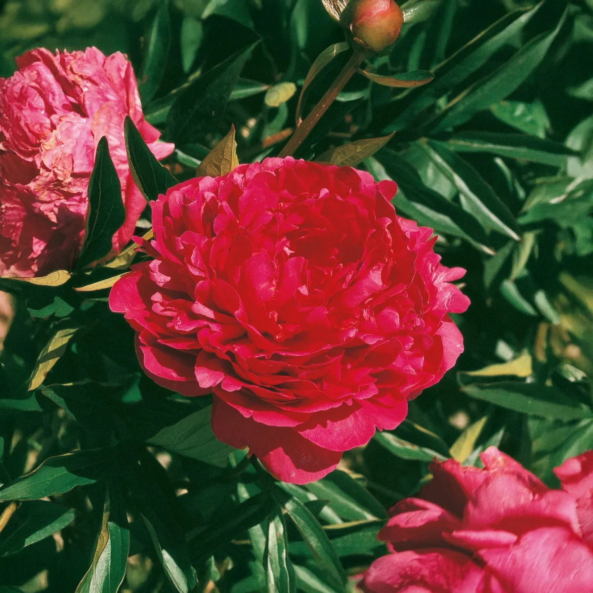 Pion, Paeonia 'Red Sarah Bernhardt' - Bild 2