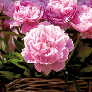 Pion, Paeonia 'Sarah Bernhardt'