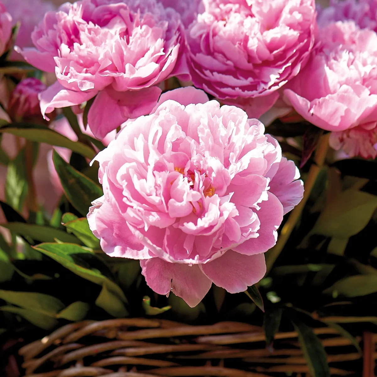 Pion, Paeonia 'Sarah Bernhardt' - Bild 2