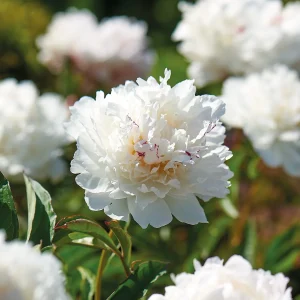 Pion, Paeonia 'Shirley Temple'