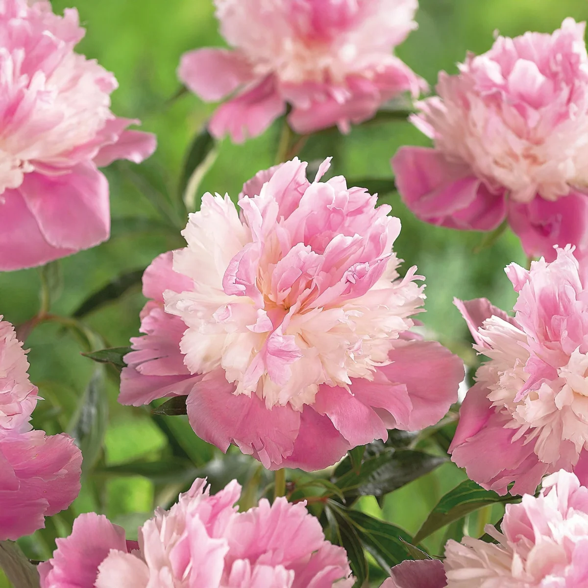 Pion, Paeonia 'Sorbet'