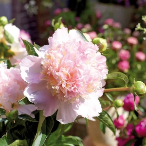 Pion, Paeonia 'Top Brass'