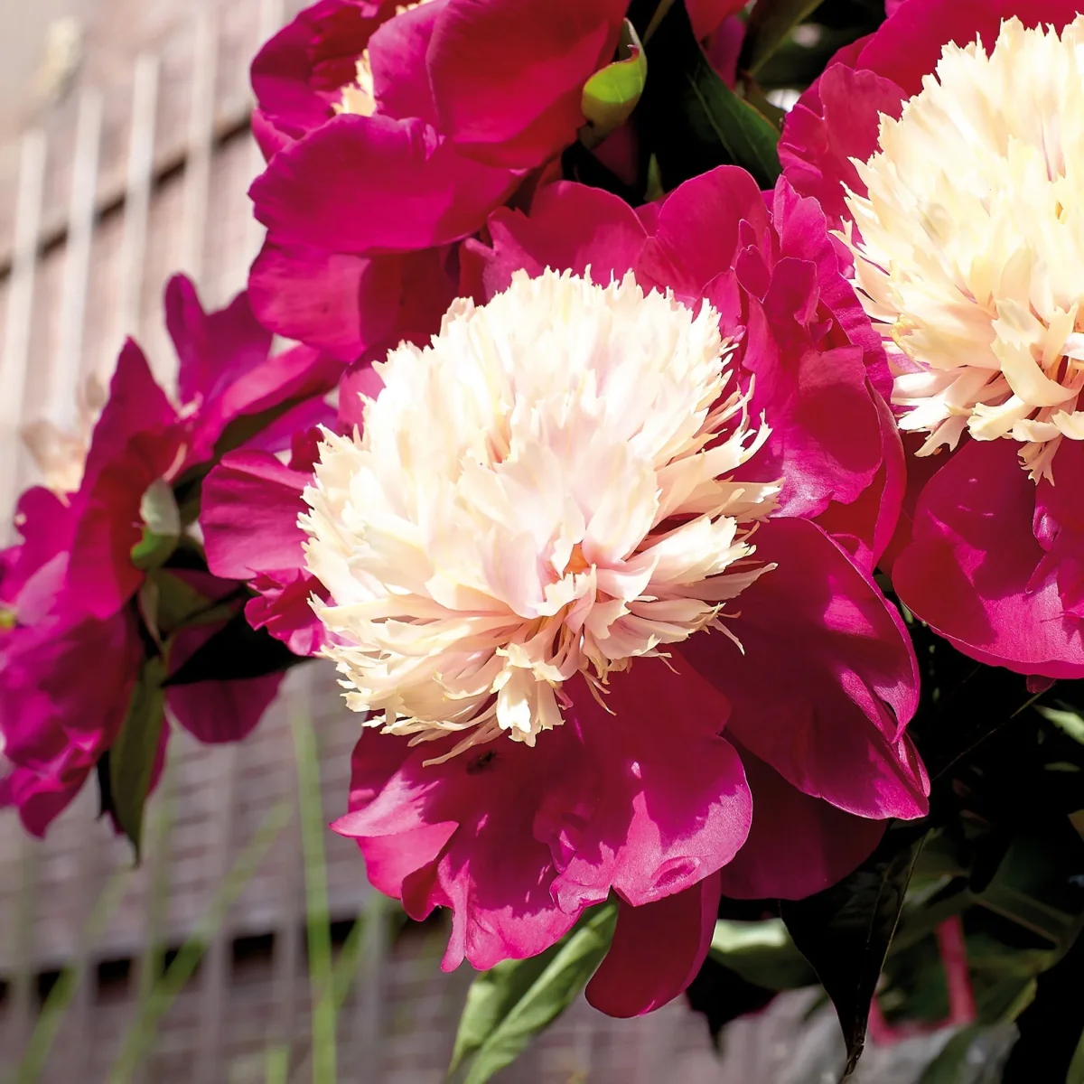 Pion, Paeonia 'White Cap'