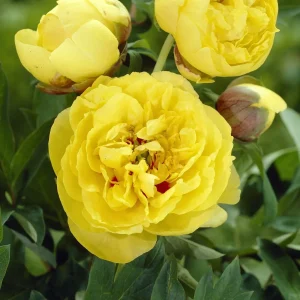 Pion, Paeonia 'Yellow Crown'