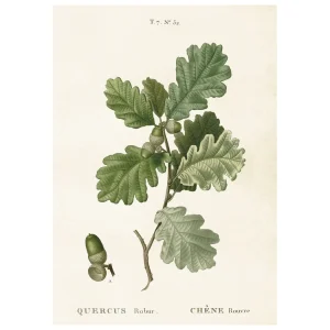 Poster, Ekollon M  (35 x 50 cm)