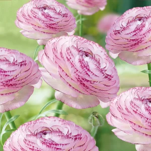 Ranunkel, Ranunculus 'Picotee Pink'