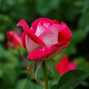 Ros 'Osiria'