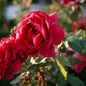 Ros 'Paul's Scarlet'