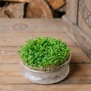 Mikrogrönt frö 'Ruccola' - 10000 Ekologiska frön