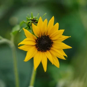 Solrosfrön 'Helianthus debilis' - 40 Ekologiska frön
