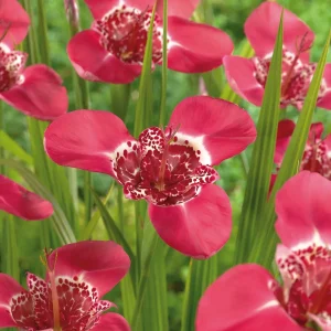 Tigerblomma, Tigridia 'Pink'
