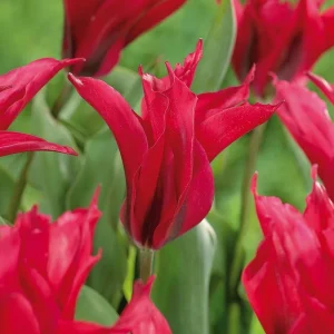 Tulpan 'Dolls Minuet'