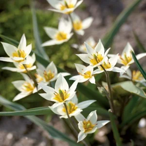 Tulpan 'Turkestanica'