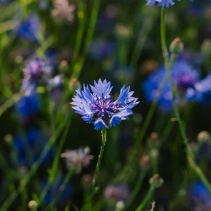 Blåklintsfrön 'Cornflower' - 120 Ekologiska frön