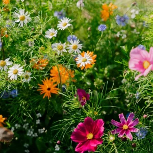 Blomsterblandning 'Elegance' - 150 Ekologiska frön