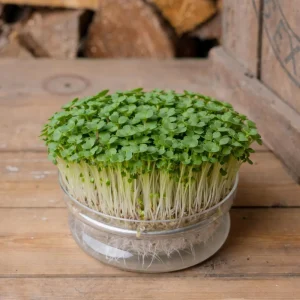 Mikrogrönt frö 'Vit pak choi' - 6500 Ekologiska frön