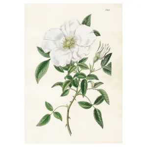 Poster, vit Ros  M (35 x 50 cm)