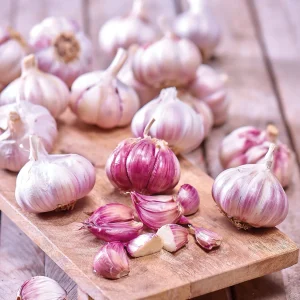 Vitlök 'Morado'